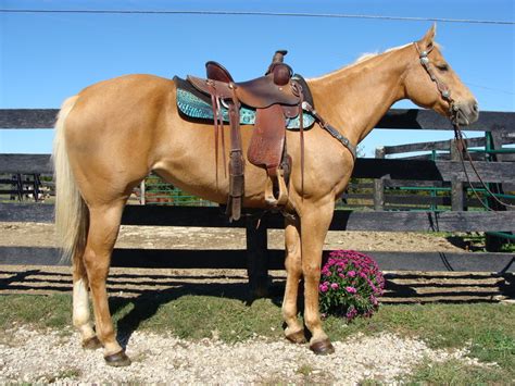 Smith Reining Horses. . Horses for sale cheap or free